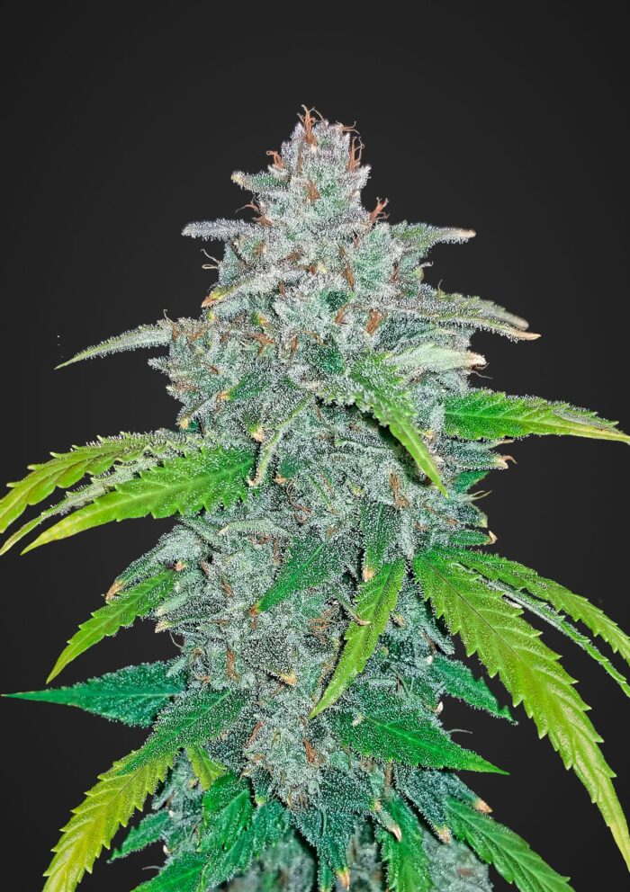 Blue Dream Auto