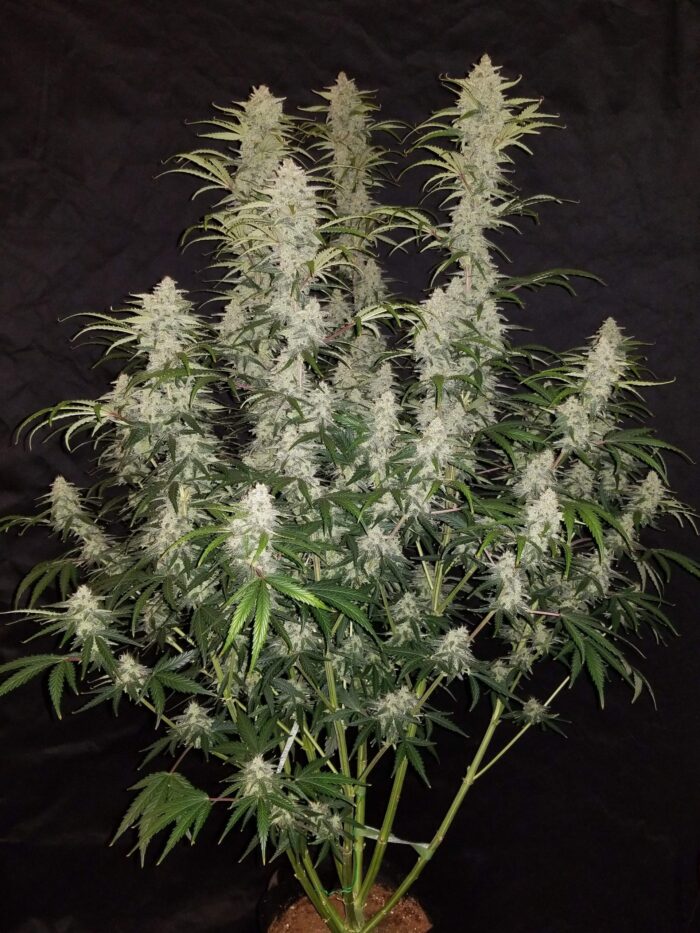 Blue Dream Auto