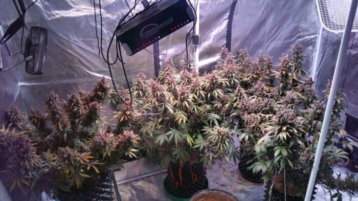 C4 Auto