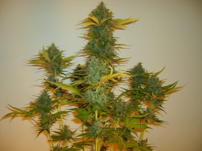 C4 Auto