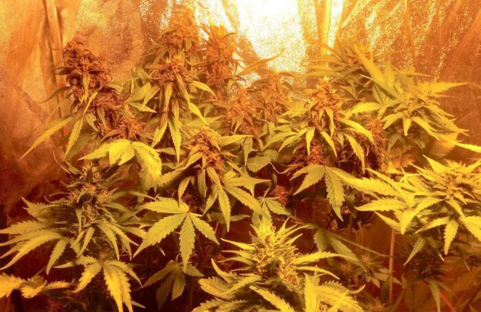 C4 Auto