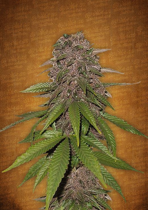 C4 Auto