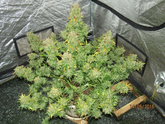 Californian Snow Auto
