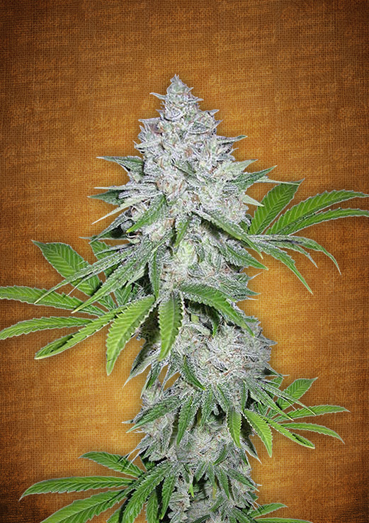 Californian Snow Auto