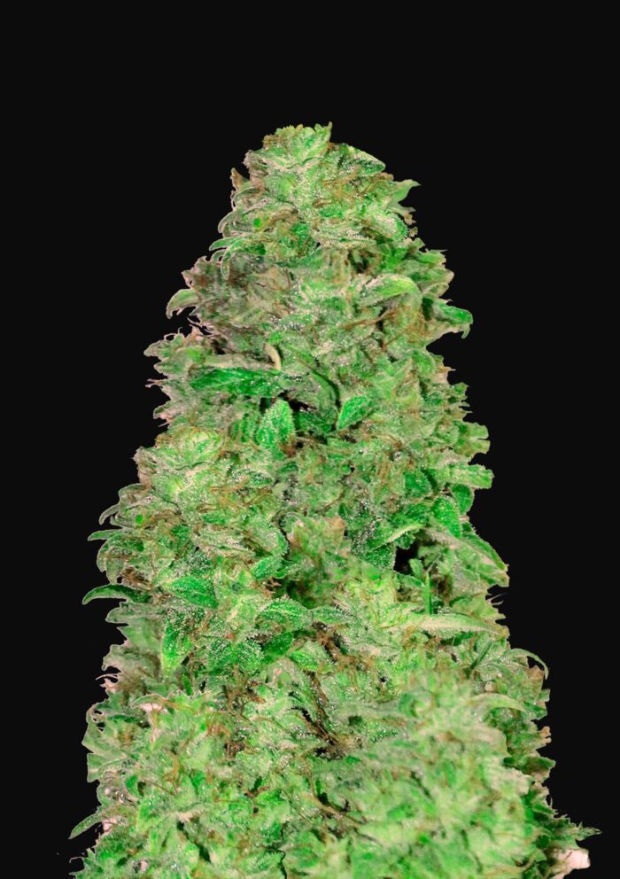 CBD Auto 20:1