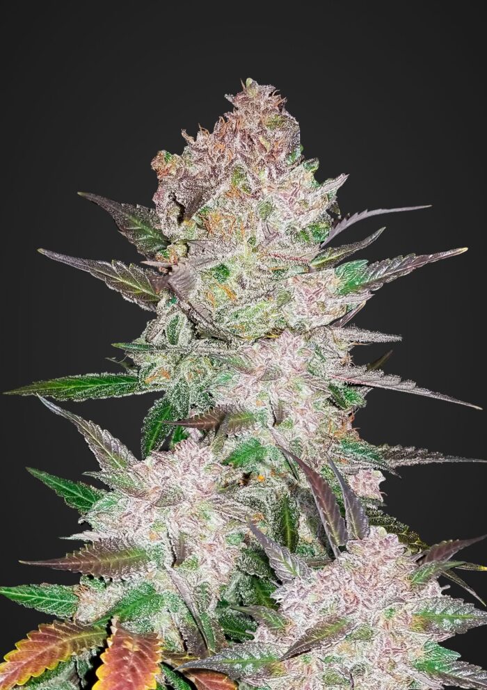Cream Cookies Auto