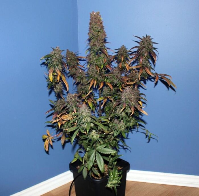 Crystal METH Auto