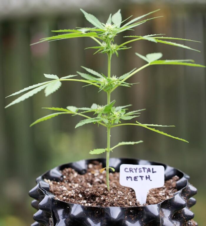 Crystal METH Auto
