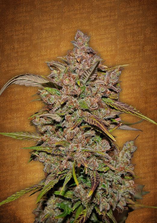 Crystal METH Auto
