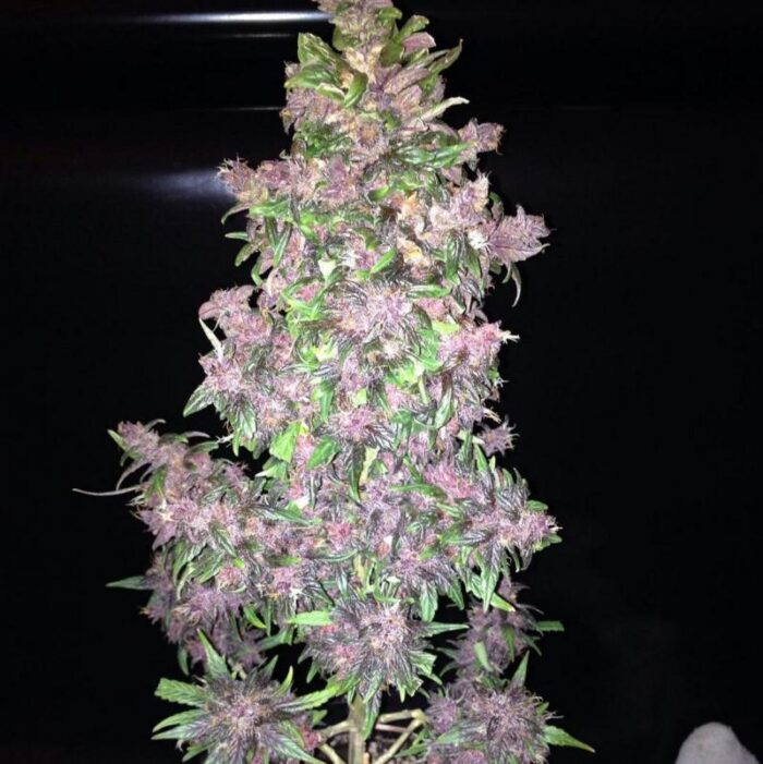 Fastberry Auto