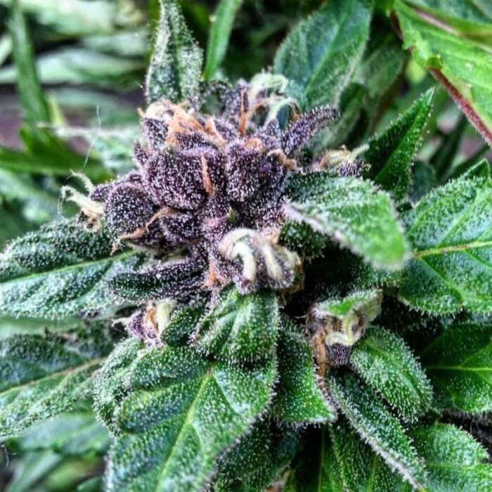 Fastberry Auto