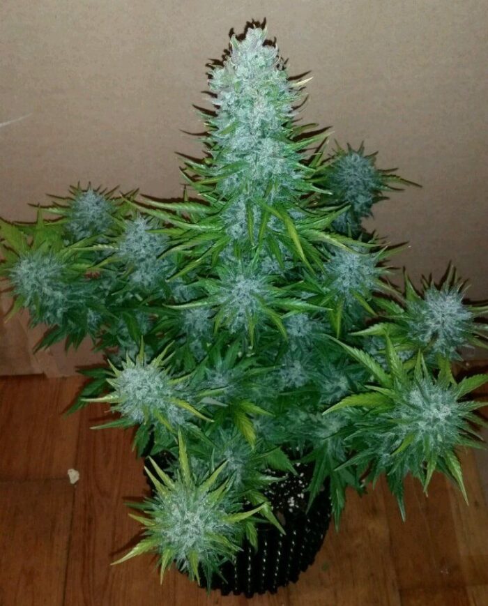 G14 Auto