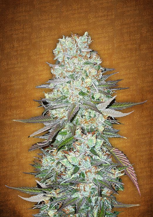 G14 Auto