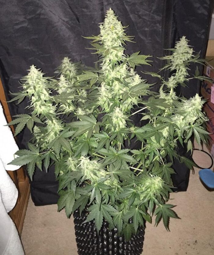 Girl Scout Cookies Auto