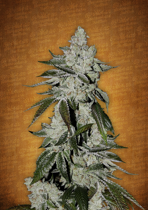 Girl Scout Cookies Auto