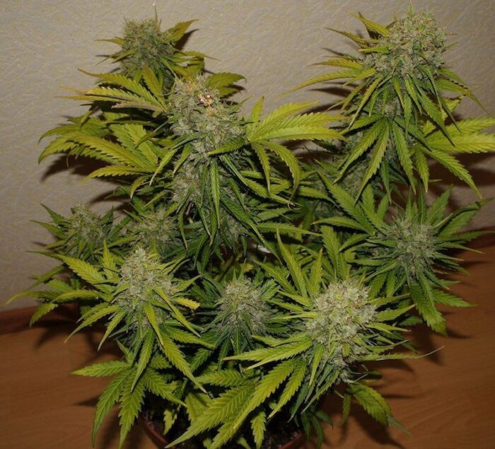 Grapefruit Auto