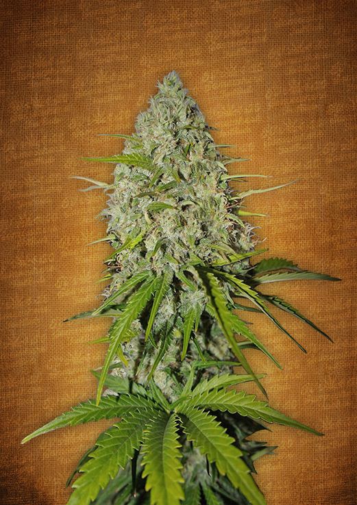 Grapefruit Auto