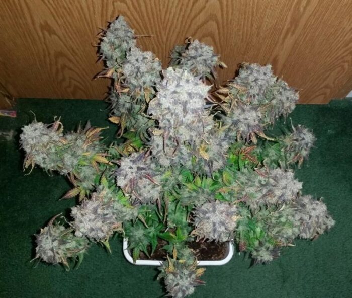 Green Crack Auto