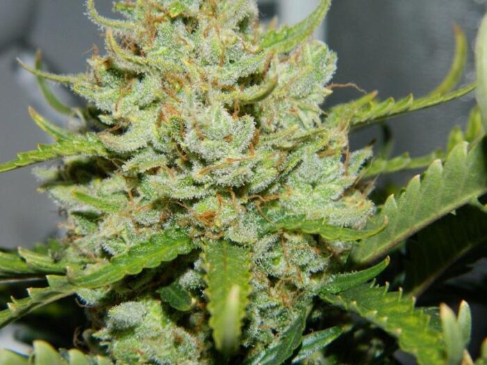 Green Crack Auto