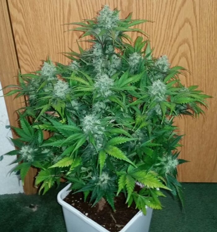 Green Crack Auto