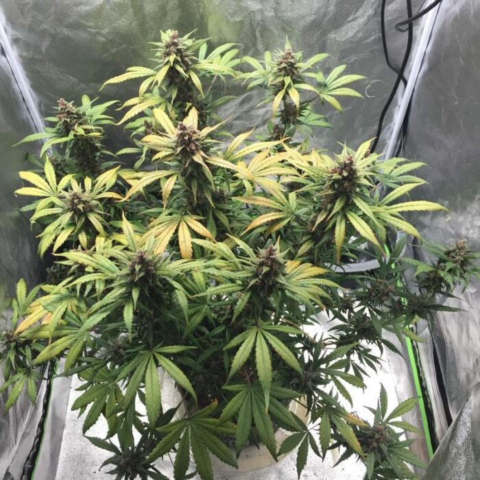 LSD-25 Auto