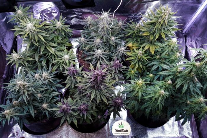 LSD-25 Auto