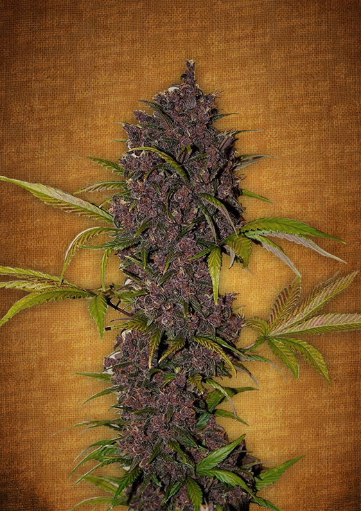 LSD-25 Auto