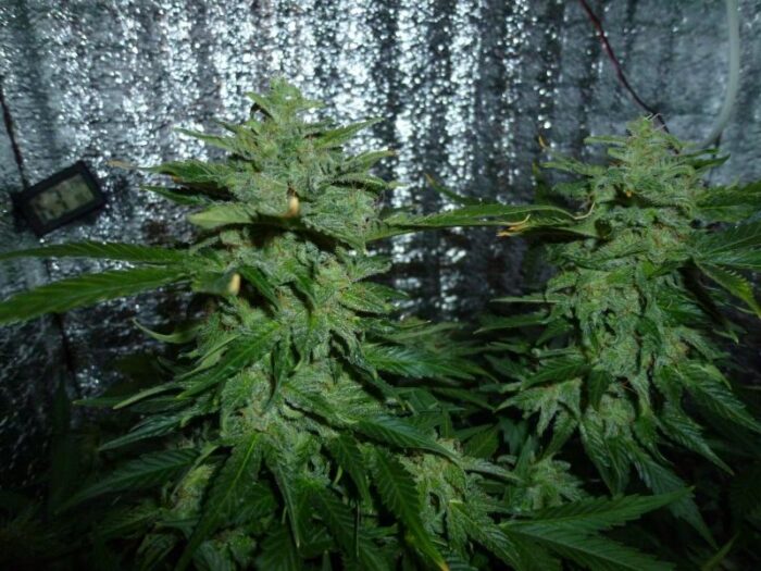 Northern Express Auto