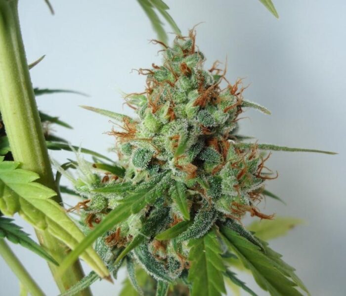 Northern Express Auto