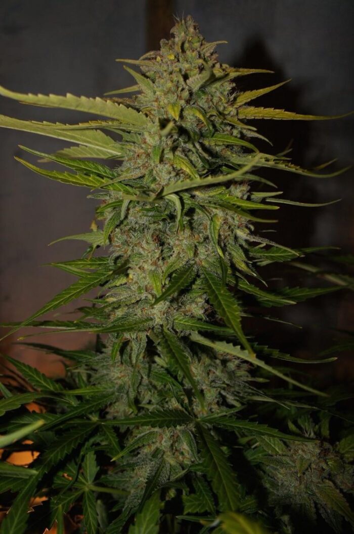 Northern Express Auto