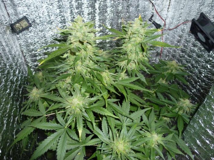 Northern Express Auto