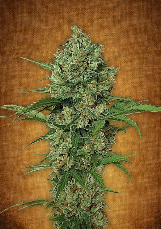 Northern Express Auto