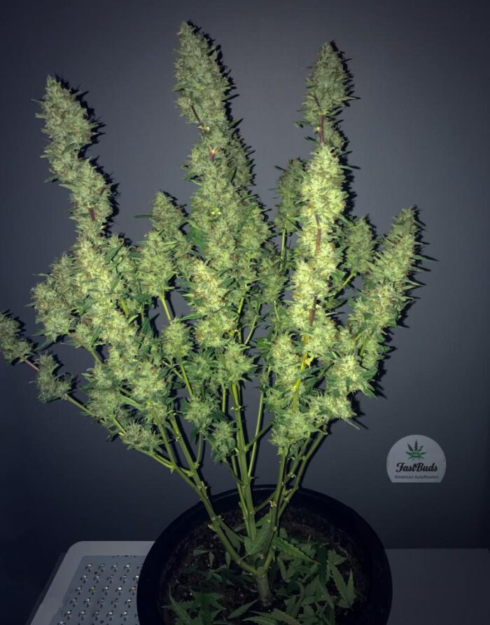 Rhino Ryder Auto