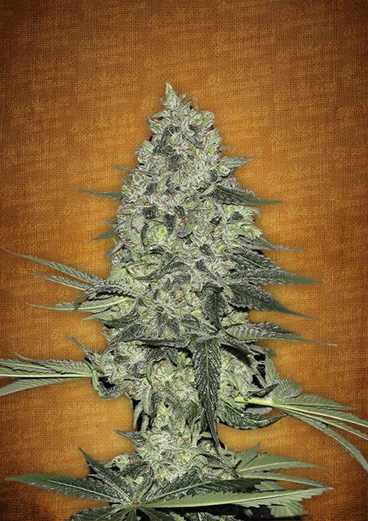 Rhino Ryder Auto