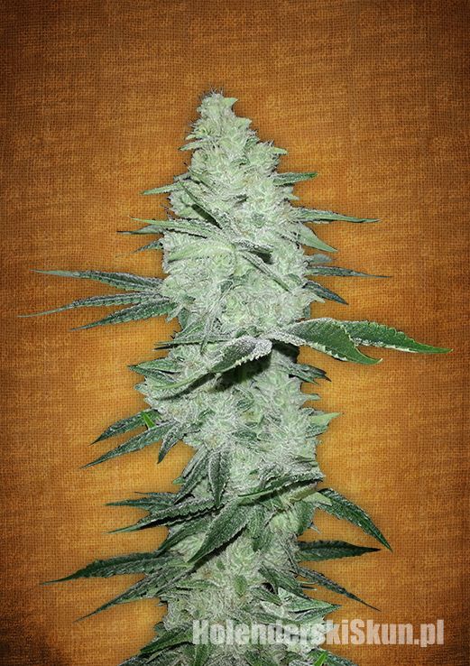 Six Shooter Auto