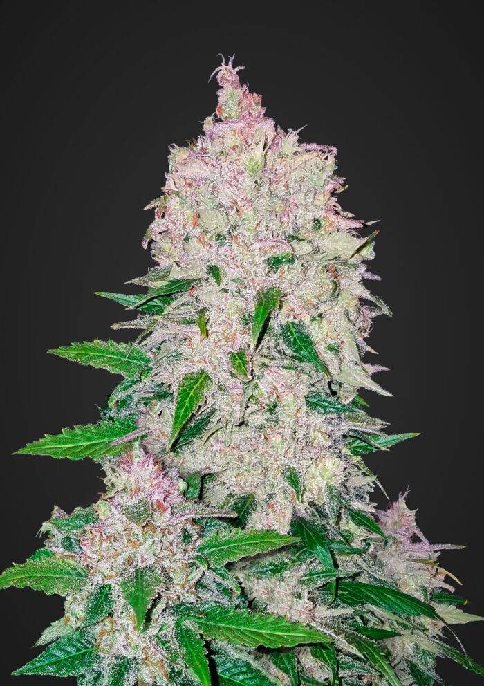 Stardawg Auto