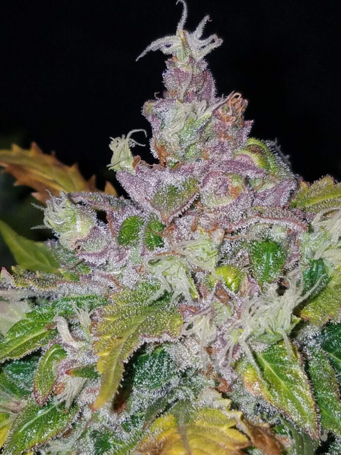 Stardawg Auto