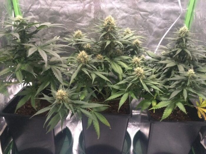 West Coast O.G. Auto