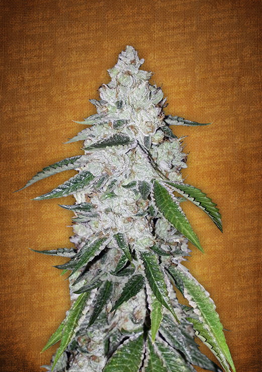 West Coast O.G. Auto