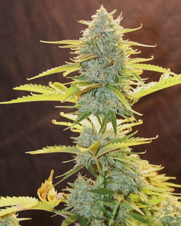 Fat Banana Automatic