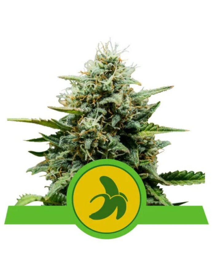 Fat Banana Automatic