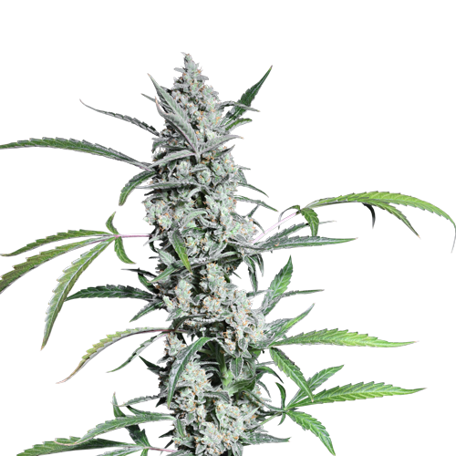 Fat Pete's Cookies Auto