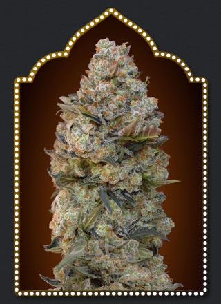 Feminized Collection #1