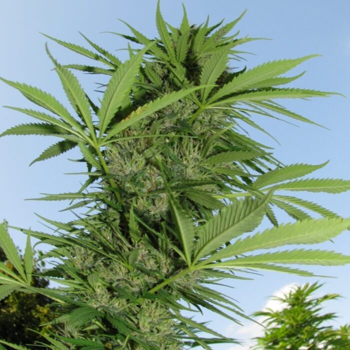 Easy Sativa