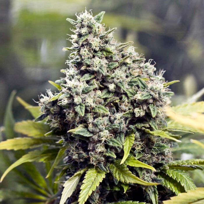 Grapefruit