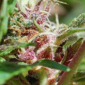 Red Purps