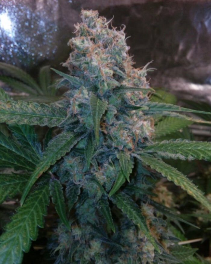 Fruit Cake
