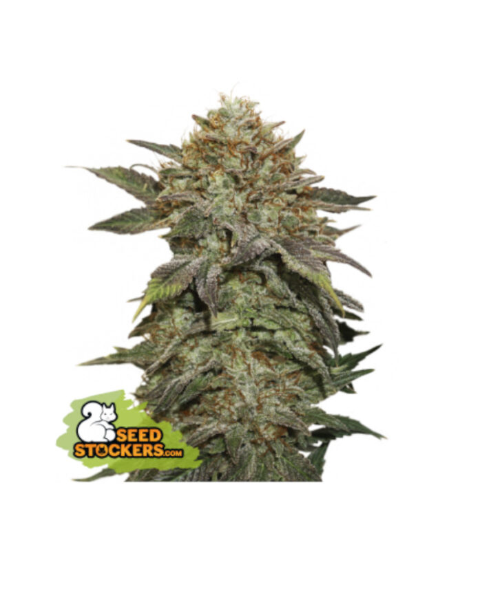 Fruit Cake