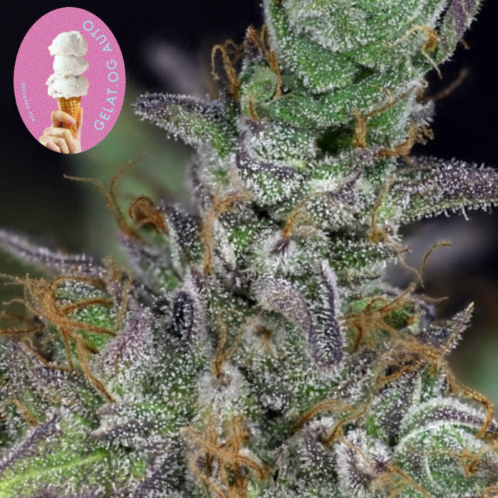 Gelat.OG Auto