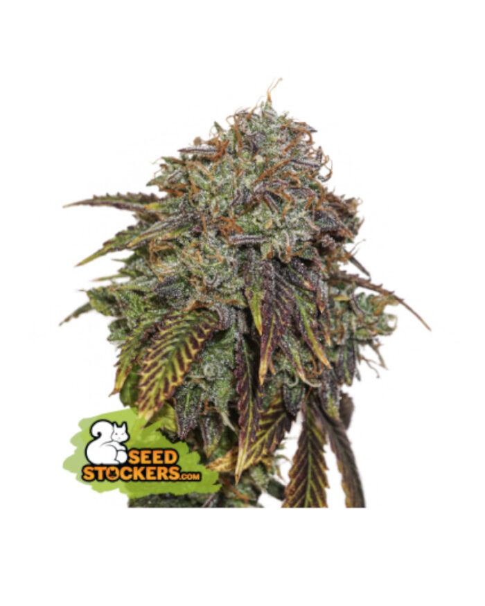 Gelato 41 Auto